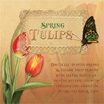Jaguarwoman's "Spring Tulips 2011"
