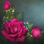 Jaguarwoman's "Claire's Roses"